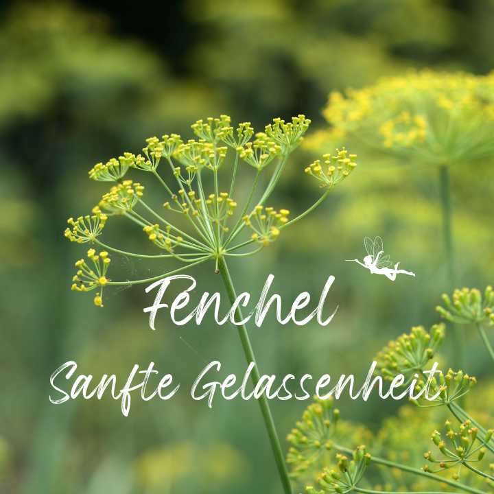 Fenchel - Sanfte Gelassenheit